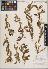 Foto von Salix eriocephala var. watsonii (Bebb) Dorn